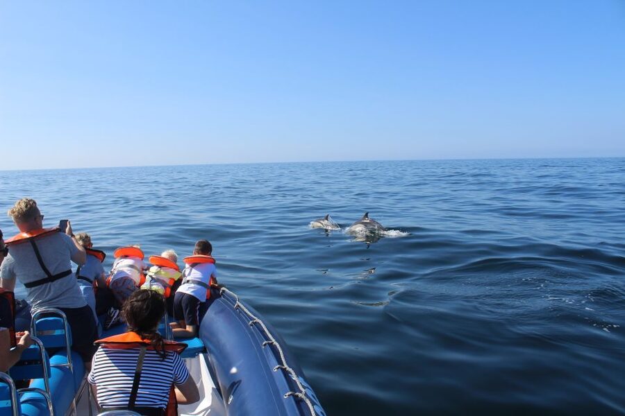 From Lagos: Dolphin Watching Boat Trip w/Marine Biologists - How the 1.5-hour search works