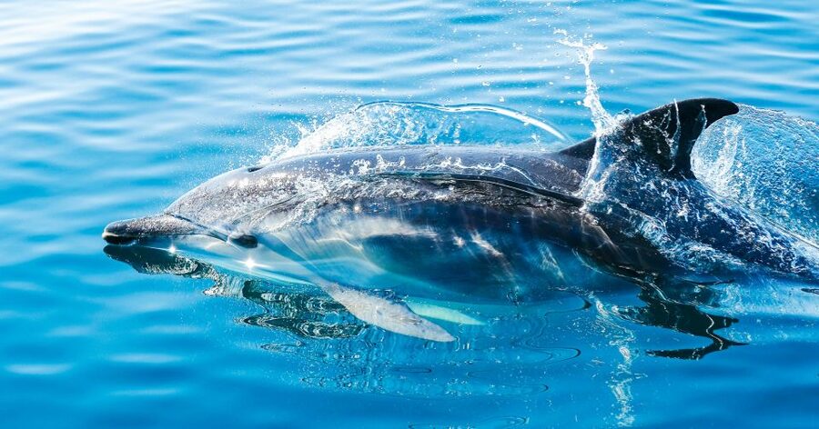 From Malaga: Day trip to Gibraltar and Dolphin Boat Tour - Key points at a glance