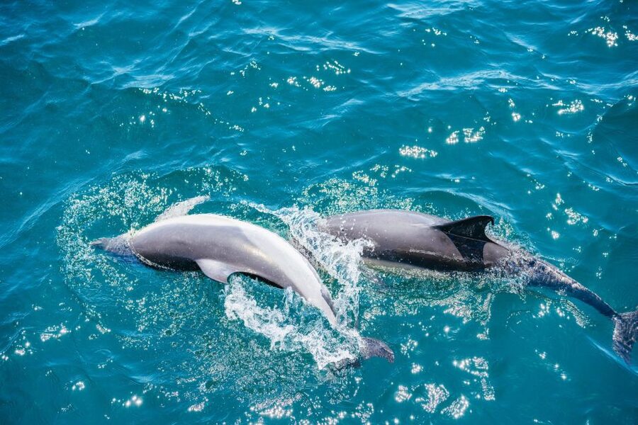 From Malaga: Day trip to Gibraltar and Dolphin Boat Tour - Who will enjoy this day trip most?