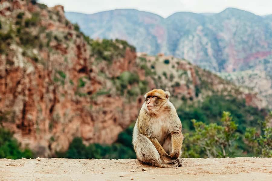 From Marrakech: Ouzoud Waterfalls Guided Hike and Boat Trip - Who will enjoy this trip most