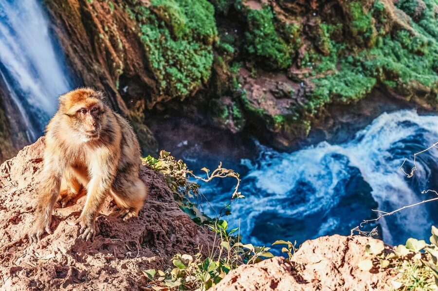 From Marrakech: Ouzoud Waterfalls Guided Hike and Boat Trip - Walking down to the bottom of the falls