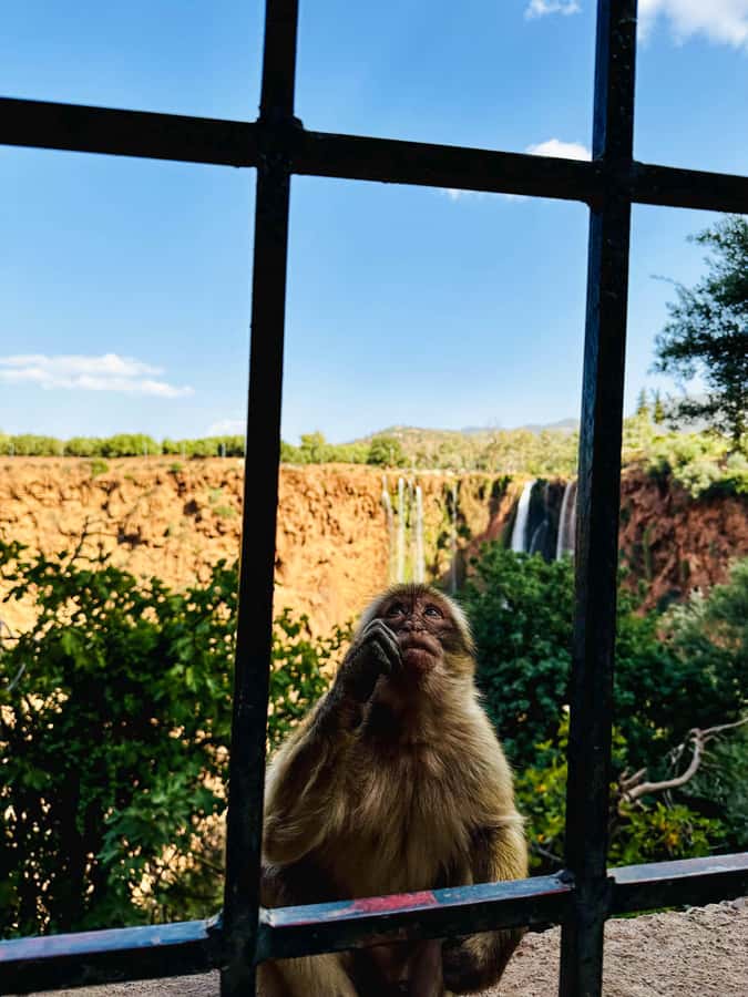 From Marrakech: Ouzoud Waterfalls Guided Trip with Boat Ride - Lunch with a view of the falls