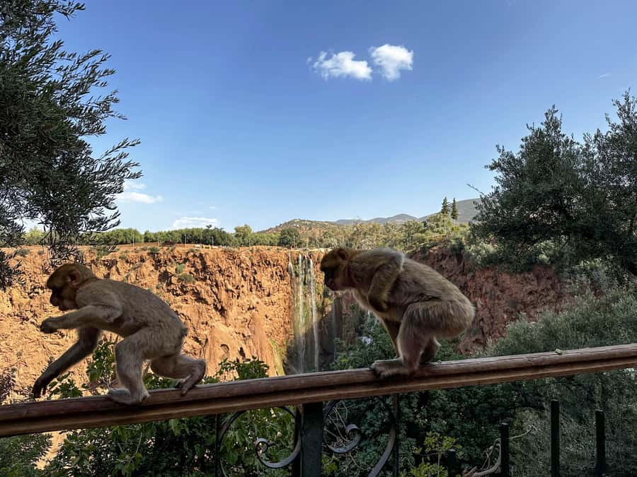 From Marrakech: Ouzoud Waterfalls Guided Trip with Boat Ride - How the $16 price compares with the experience