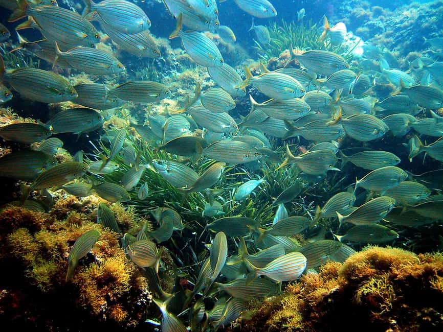 From Nice: French Riviera Swimming and Snorkeling Cruise - French Riviera Swimming and Snorkeling Cruise: Key Points