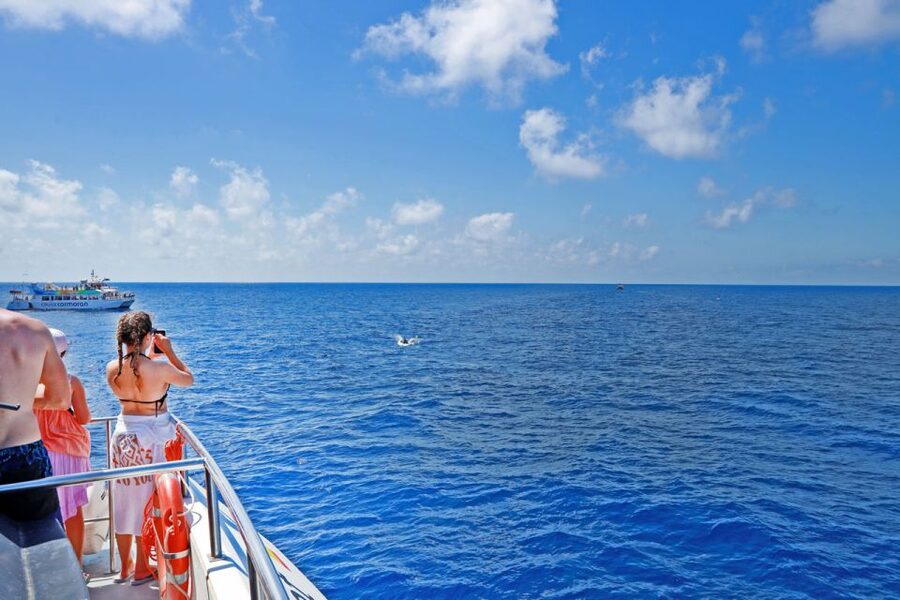 From Paguera: Dolphin Watching Cruise in a Glass-Bottom Boat - At a glance: what you are really booking