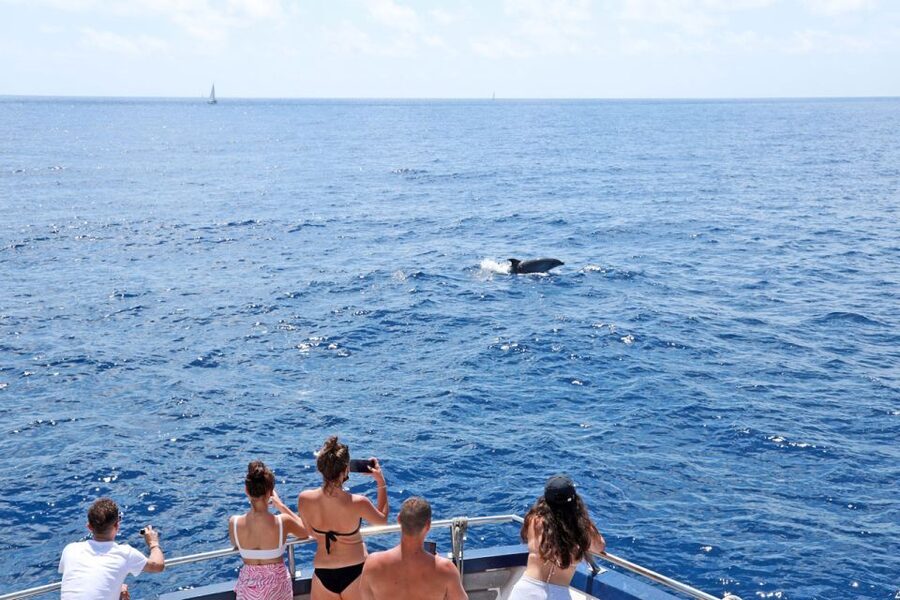 From Paguera: Dolphin Watching Cruise in a Glass-Bottom Boat - Searching the open sea for dolphins