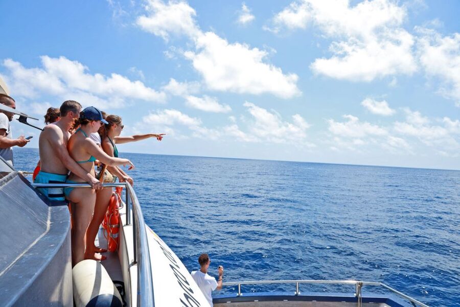 From Palma: 3-Hour Morning Dolphin Watching Boat Tour - Should you book the Carpe Diem dolphin tour?
