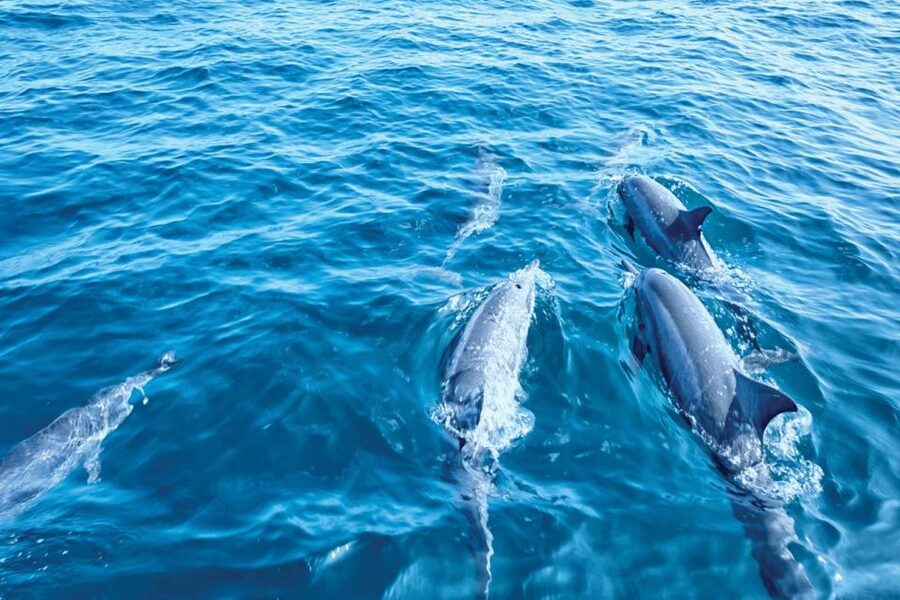 From Palma: 3-Hour Morning Dolphin Watching Boat Tour - Palma departure or resort pickup