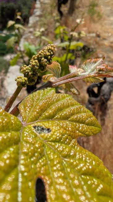 From Porto: 2 Wine Regions, Farm-to-Table Lunch & Boat - Amarante begins with Vinho Verde and local food
