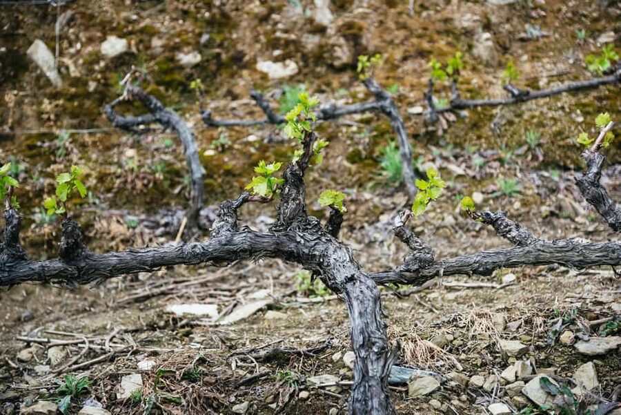 From Porto: Small Group Douro Valley Tour with Wine & Cruise - Final verdict: a strong choice for a first Douro visit