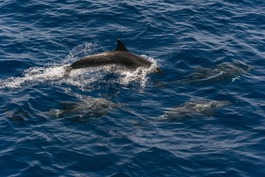 From Puerto Rico de Gran Canaria: Dolphin Watching Cruise - Setting out from Puerto Rico