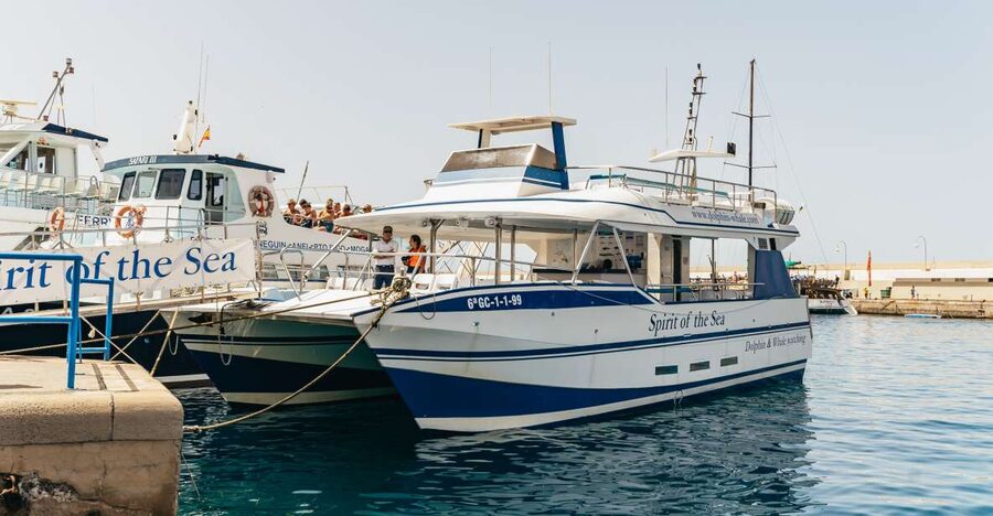 From Puerto Rico de Gran Canaria: Dolphin Watching Cruise - Watching dolphins without a show