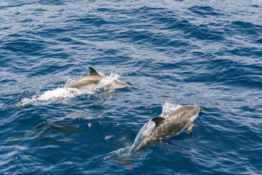 From Puerto Rico de Gran Canaria: Dolphin Watching Cruise - The glass-bottom view, with a few limits