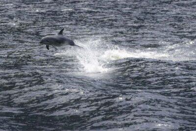 Milford Sound Cruise and Coach Day Tour