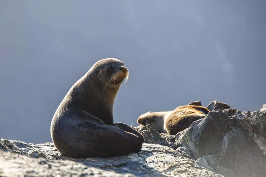 From Queenstown: Milford Sound Cruise and Coach Day Tour - Food, drinks, and comfort on board