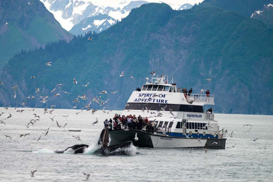 From Seward: Kenai Fjords National Park Cruise with Lunch - Why this Seward cruise is worth a full day