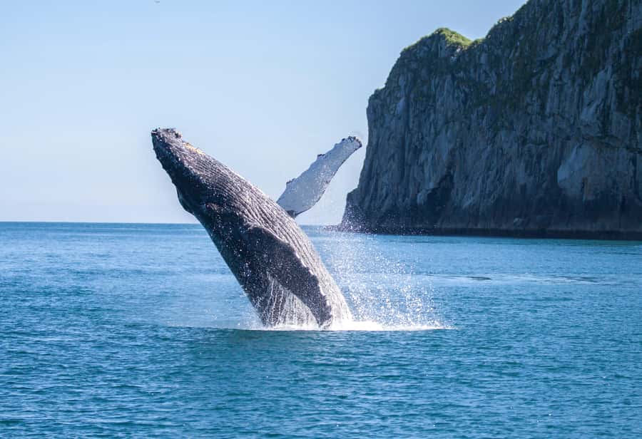 From Seward: Kenai Fjords National Park Cruise with Lunch - Booking details that affect your day