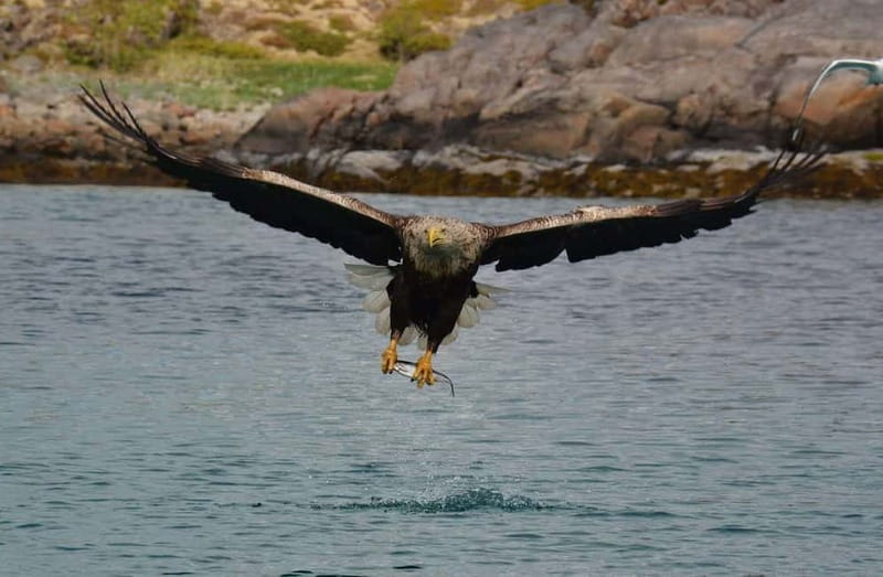 From Svolvær: Lofoten RIB Sea Eagle Safari Trollfjord Cruise - Meeting at Torget and getting ready for the sea