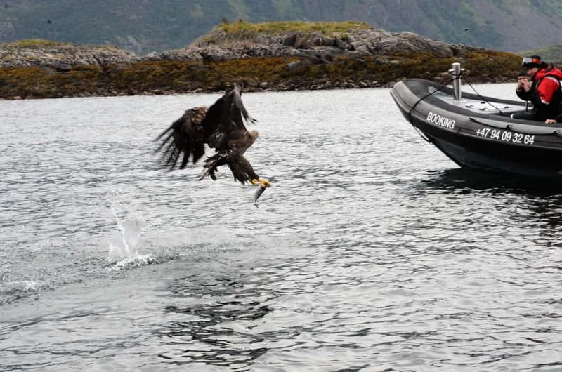 From Svolvær: RIB Boat Lofoten Trollfjord Sea Eagle Safari - Final call: a strong choice from Svolvær