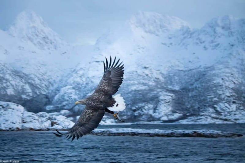 From Svolvær: RIB Boat Lofoten Trollfjord Sea Eagle Safari - Who should book this sea eagle safari?
