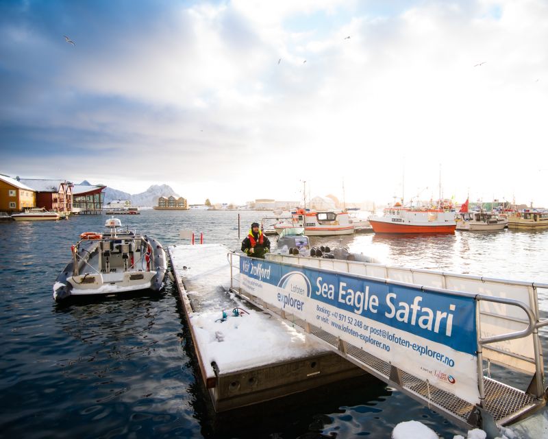 From Svolvaer: Trollfjorden Wildlife RIB Cruise - What two hours feels like in practice