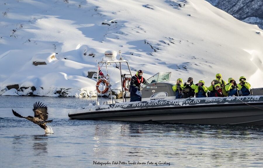From Svolvaer: Trollfjorden Wildlife RIB Cruise - Who should choose this RIB cruise?