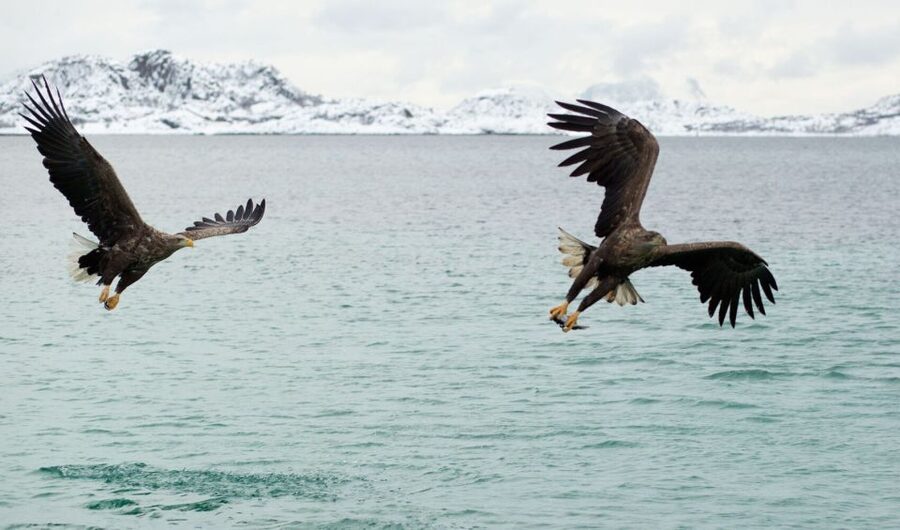 From Svolvaer: Trollfjorden Wildlife RIB Cruise - Should you book the Trollfjorden wildlife RIB cruise?