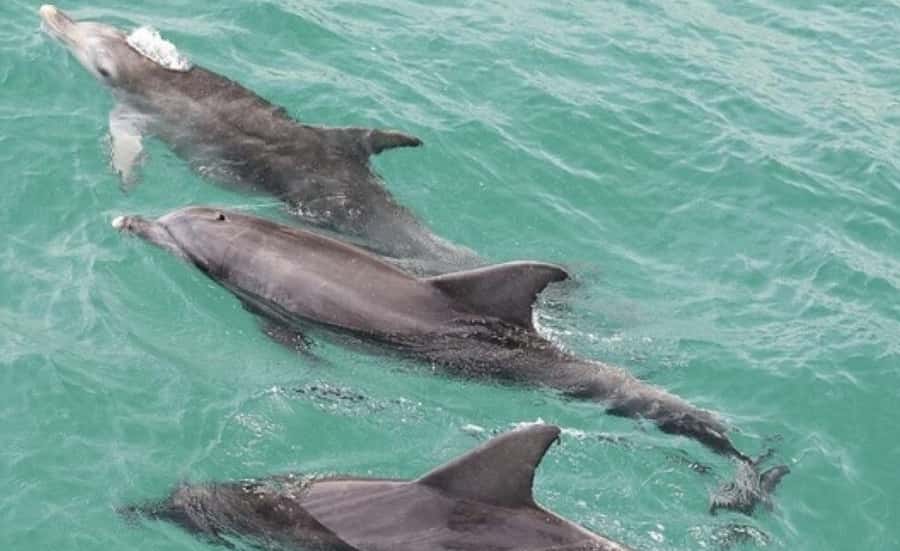 From Sydney: Jervis Bay Day Tour and Dolphin Watching Cruise - Cruising Jervis Bay in search of dolphins