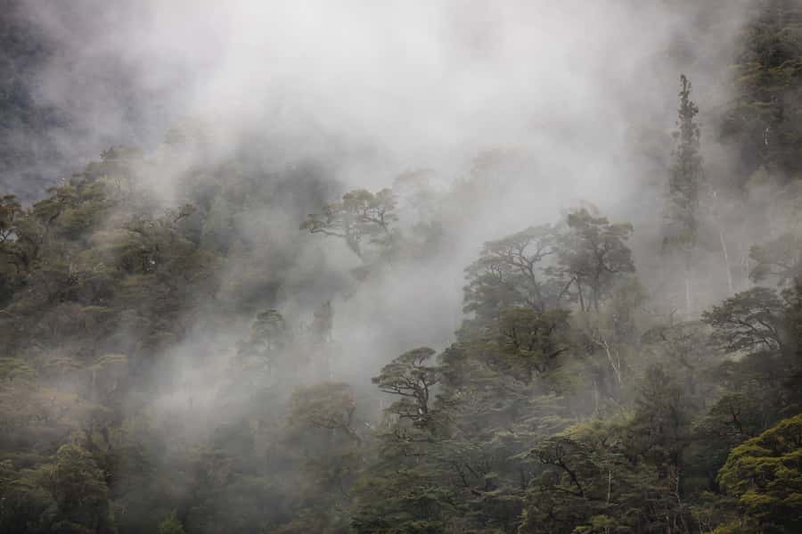 From Te Anau: Doubtful Sound Coach & Cruise - Rain, waterfalls, and the best kind of bad weather