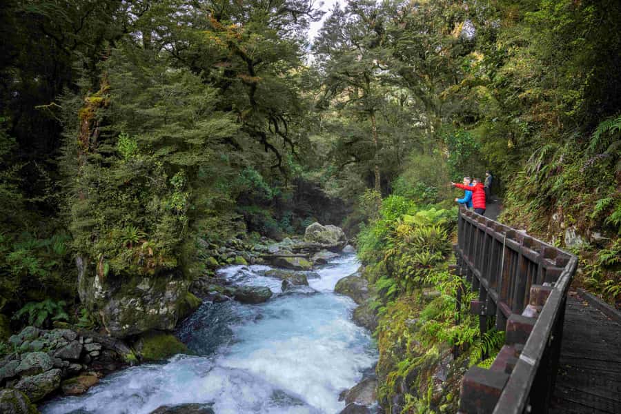 From Te Anau: Milford Sound Coach, Cruise, and Walks - The short walks reveal what the boat cannot