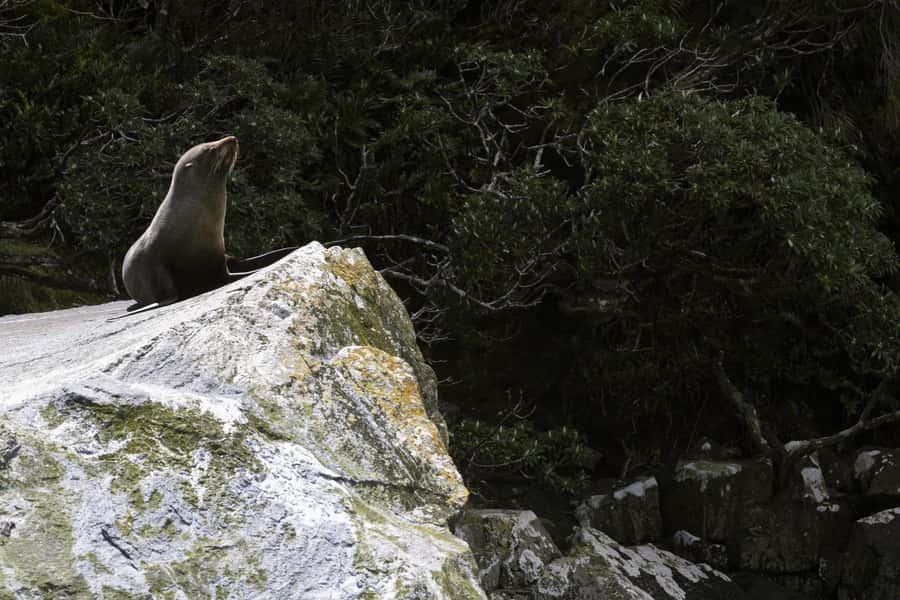 From Te Anau: Milford Sound Cruise and Coach Day Trip - Why the coach and cruise combination works