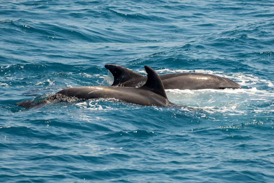 From the Port of Kos: Full Day Boat Cruise to 3 Islands - Plati: clear water and a boat-side swim