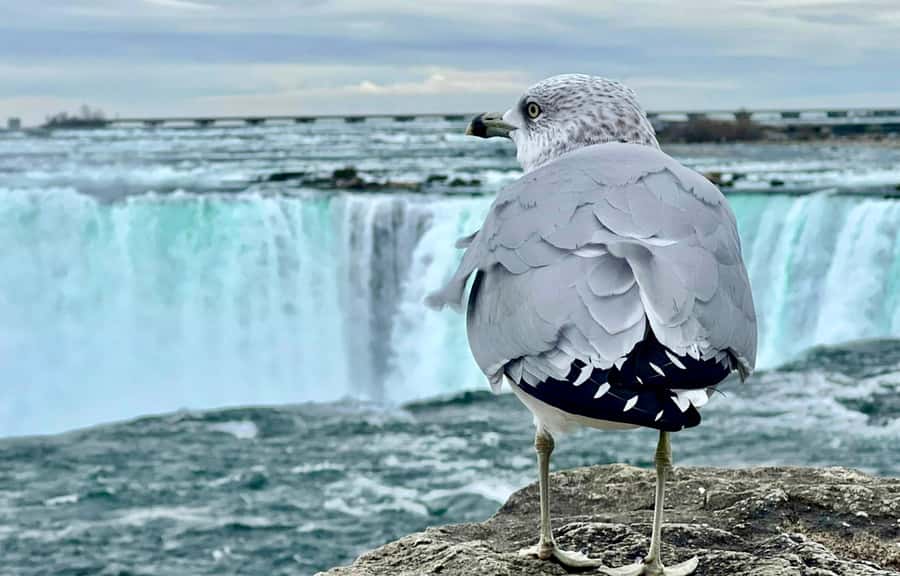 From Toronto: Niagara Falls Tour + Boat Ride and/or Journey - Three to four hours at Niagara Falls