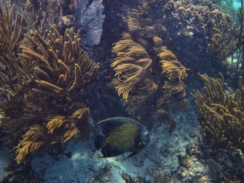 From Tulum: Sian Kaan Boat Trip Adventure with Lunch - Reef snorkeling, with no promise of clear water