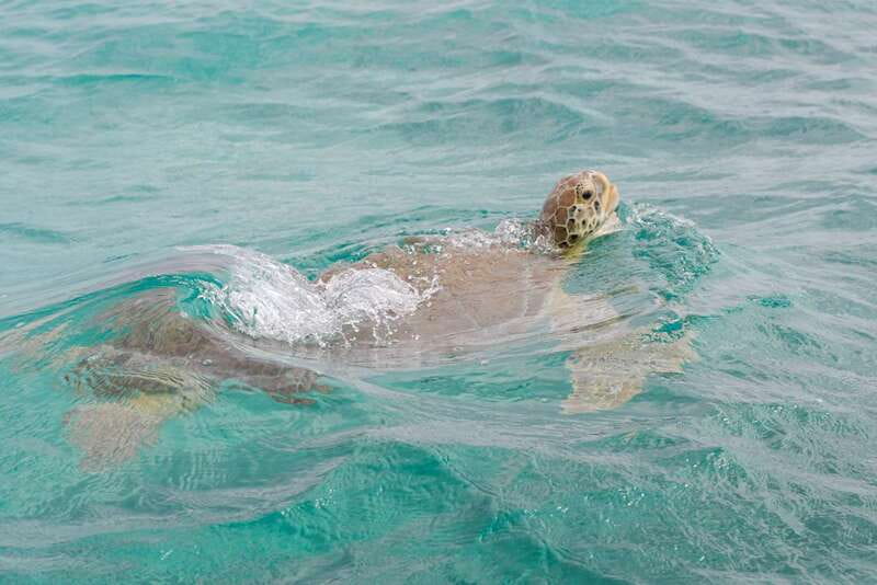 From Tulum: Sian Kaan Boat Trip Adventure with Lunch - Is $254 a fair price?