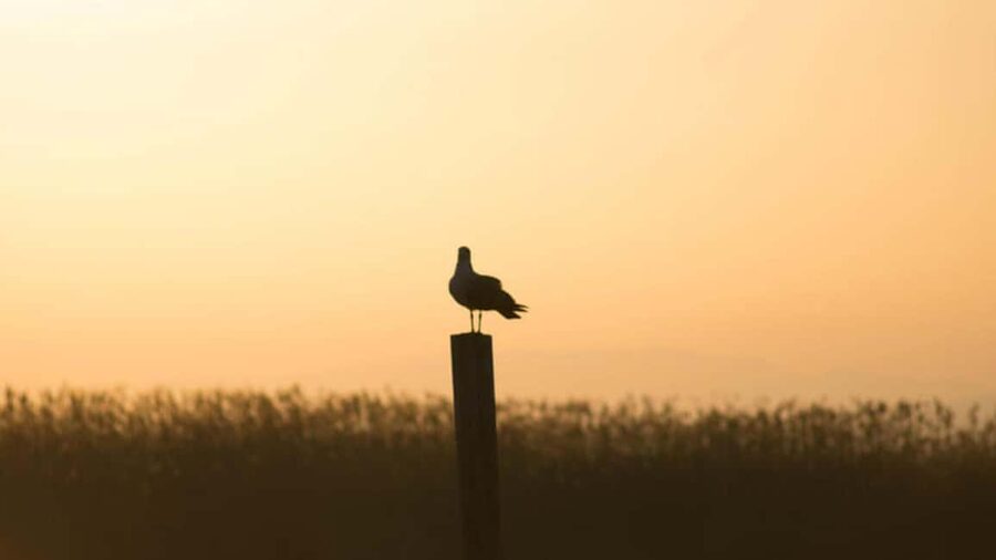 From Valencia: Albufera Natural Park Eco Boat Tour & Sunset - Gola de Puchol shows where water meets