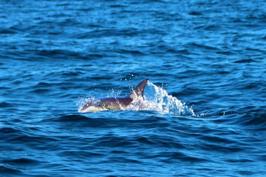 From Vilamoura: 2.5-Hour Benagil Cave and Dolphins Boat Tour - Should you book the Vilamoura Benagil tour?