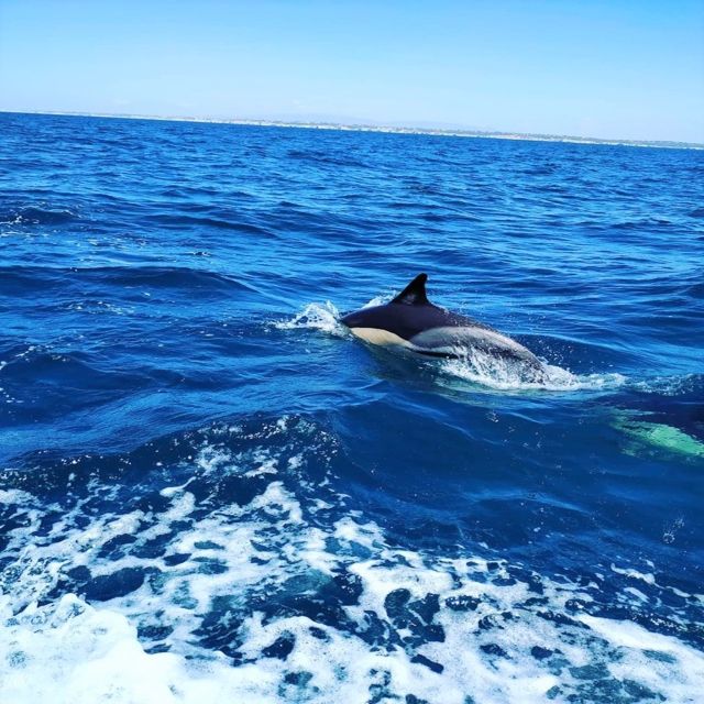 From Vilamoura: 2.5-Hour Benagil Cave and Dolphins Boat Tour - Seeing Benagil Cave from the water