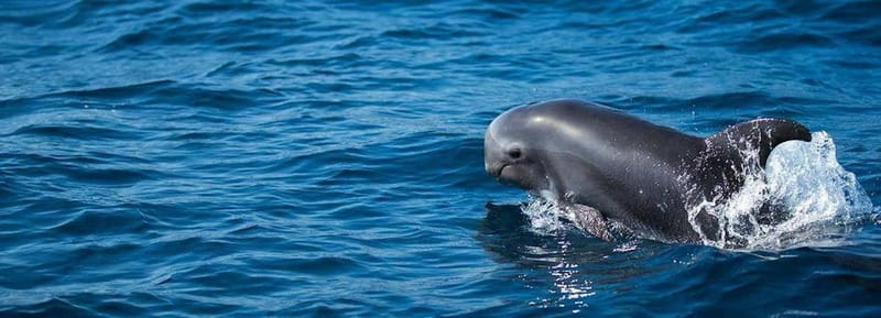 Fuerteventura: Dolphin watching and Lobo Island Combo Cruise - At a glance