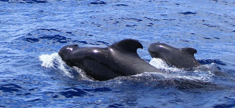 Fuerteventura: Dolphin watching and Lobo Island Combo Cruise - Dolphin and whale watching without false promises