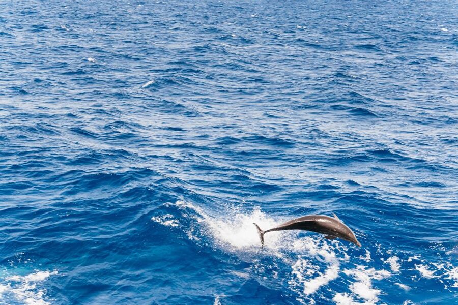 Fuerteventura: Glass Bottom Boat Cruise with Lunch & Drinks - A four-hour cruise through Jandía Natural Park