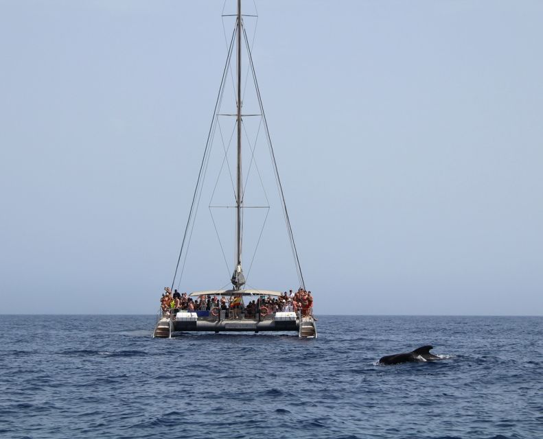 Fuerteventura: Magic Catamaran Trip with Food and Drinks - Watching dolphins and pilot whales near Jandía