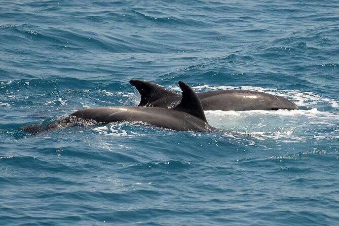 Full Day 3-Island Boat Cruise from Port of Kos - Fish farms and the chance to see dolphins