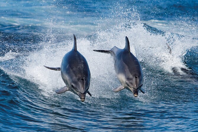 Full-Day Bruny Island Cruises Day Tour from Hobart - Key points before you book