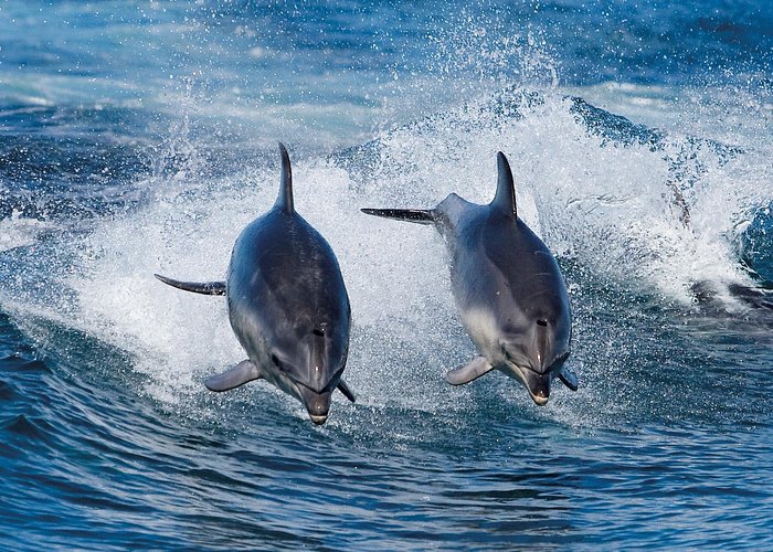 Full-Day Bruny Island Cruises Day Tour from Hobart - Wildlife at the Friars and along the cliffs