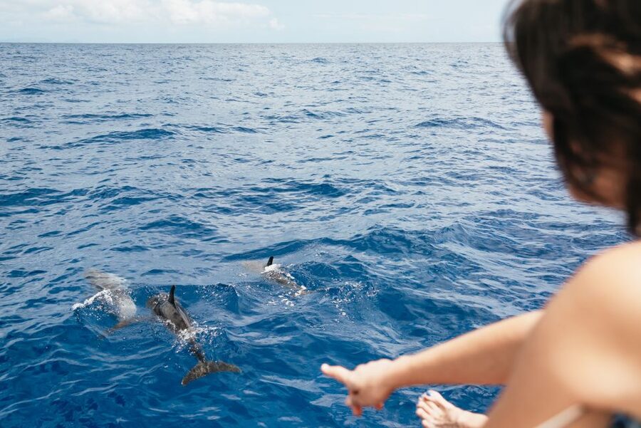 Funchal Bay: Dolphin & Whale Watch Luxury Catamaran Cruise - The wildlife search: dolphins, whales, and patient watching