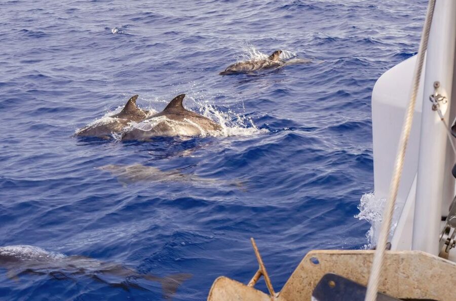 Funchal Bay: Dolphin & Whale Watch Luxury Catamaran Cruise - The 30-minute Cabo Girão stop