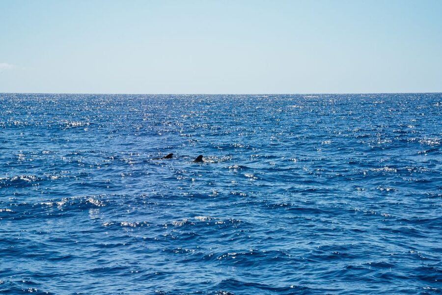 Funchal: Dolphin and Whale Watching by Luxury Catamaran - Key points to know before you sail
