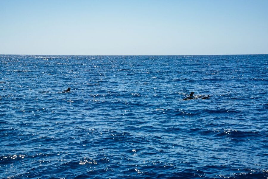 Funchal: Dolphin and Whale Watching by Luxury Catamaran - Who will enjoy this trip most