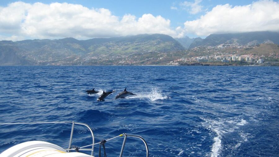 Funchal: Dolphin and Whale Watching Catamaran Cruise - What Cabo Girão adds to the route